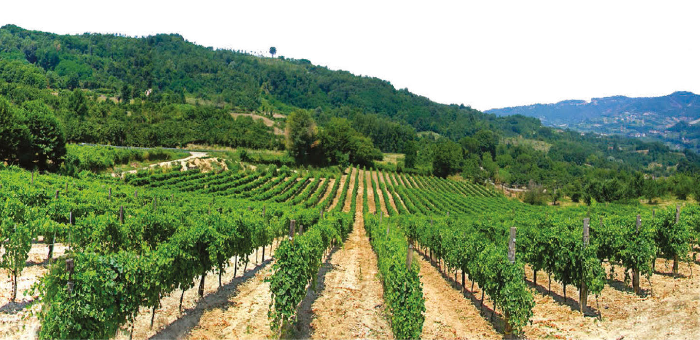 vigneti di calafè
